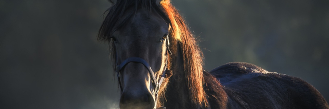 Fontos tudnivalók a lovakat megbetegítő herpeszvírusról