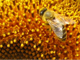 Hamarosan lejár a méhcsaládszám változás bejelentésének határideje!