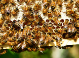 Nyilvános konzultáció a méhekre és a növényvédő szerekre vonatkozó útmutató-tervezettel kapcsolatban