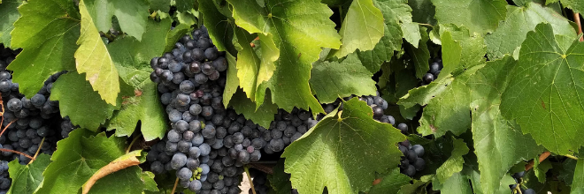 Frissült a szőlőiskolai szaporítások és szőlő szaporítóanyag termő ültetvények adatbázisa