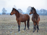 Tájékoztató lovak romániai utaztatásának feltételeiről