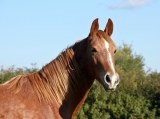 Tájékoztatás lovak fertőző kevésvérűségének járványügyi helyzetéről 4. – 2015. szeptember