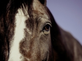Tájékoztatás lovak fertőző kevésvérűségének járványügyi helyzetéről 1. – 2015. augusztus