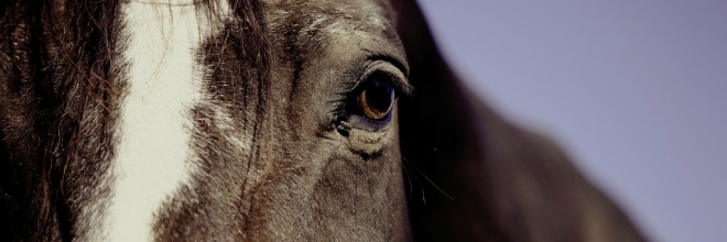 Tájékoztatás lovak fertőző kevésvérűségének járványügyi helyzetéről 1. – 2015. december