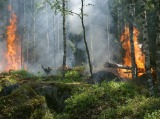 Tájékoztató az erdőtűzvédelmi tervek készítéséről