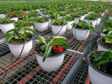 Tájékoztatás a regisztrált dísznövény szaporítóanyag forgalmazó kötelezettségeiről