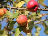 A gyümölcsültetvény telepítés engedélyezésével kapcsolatos tudnivalók