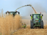 Ellenőrzi a Nébih a biomassza-termelőket