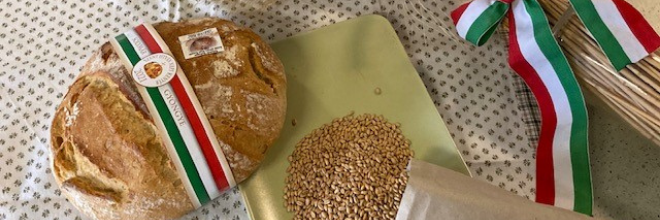 Elegendő és jó minőségű kenyérgabona-vetőmag termett 2021-ben a magyar földeken