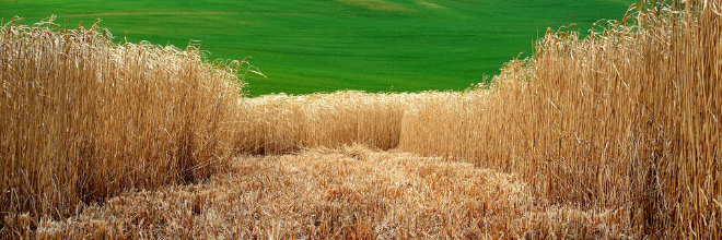 Biomassza-termelők tápanyag-gazdálkodási terv készítési kötelezettségével összefüggő új jogszabályi előírások