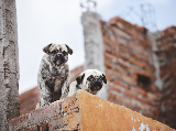 Veszett kutyát találtak Magyarországon az ukrán határ közelében