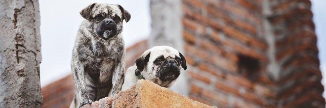 Veszett kutyát találtak Magyarországon az ukrán határ közelében